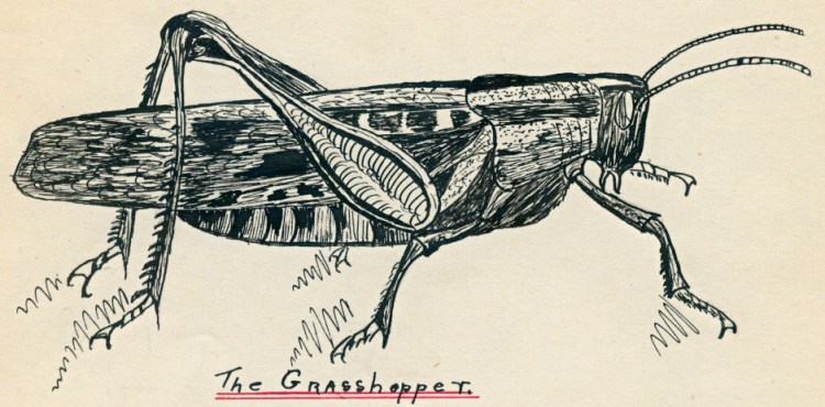 The Grasshopper