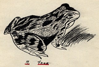 The Frog