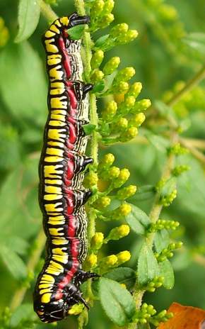 Caterpillar 1680x1050