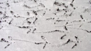 Turkey Tracks in Snow
