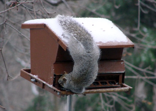 Not a Squirrel-Proof Feeder