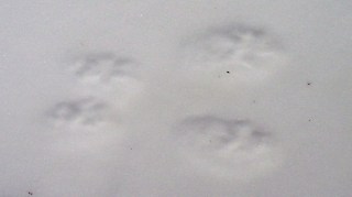 Squirrel Tracks in Snow