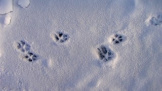 Red Fox Tracks in Snow