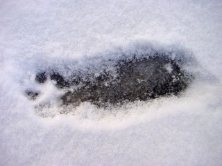 Red Fox Skidmark in Snow