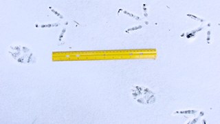 Turkey and Fox Tracks in Snow with Ruler