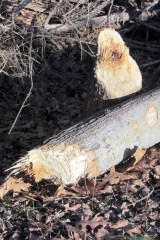Beaver-gnawed stump on DCRT at Lake Walton