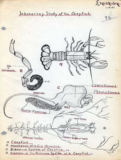 Laboratory Study of the Crayfish