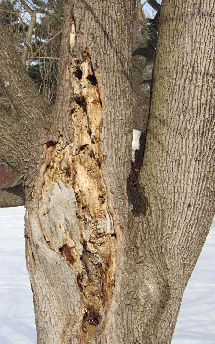 Woodpecker explorations - 1050x1680