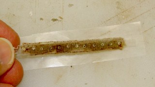 Floor brush strip - manual version