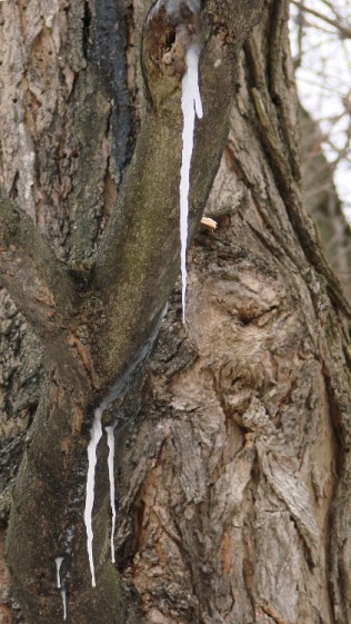 Maple Tree - sapcicles