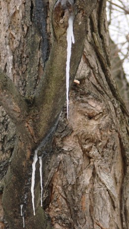 Maple Tree - sapcicles