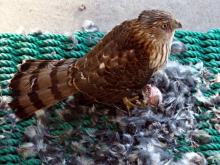 Coopers Hawk - on door mat