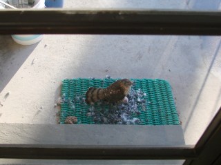 Hawk at the Door - first sight