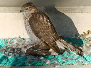 Coopers Hawk - with prey