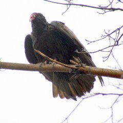 Turkey Vulture in tree
