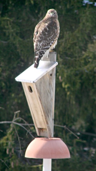 Coopers Hawk on bird box