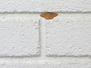 Moth - on painted brick wall