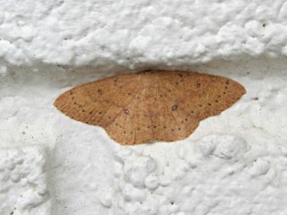 Moth - detail