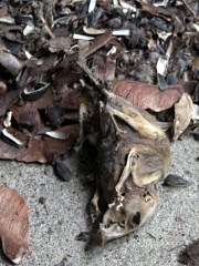 Dessicated mouse under tool rack