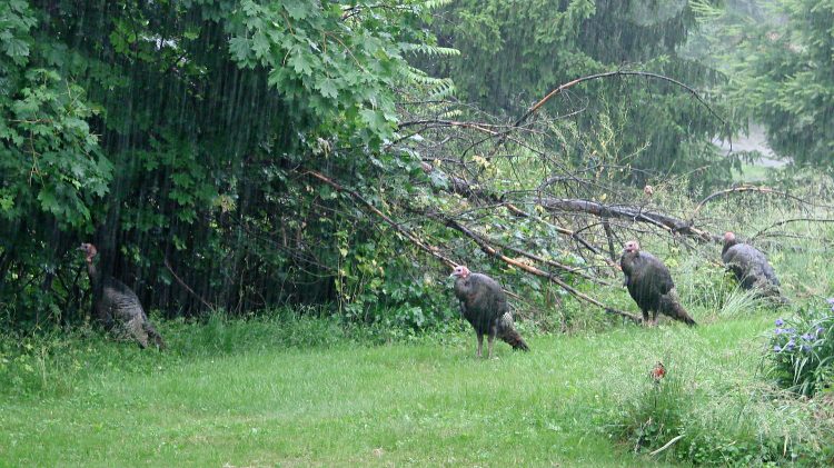 Turkeys in the Rain