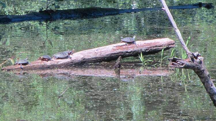 Turtles on a Log - Vassar Farm Pond
