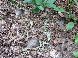 Turkey feathers in the garden