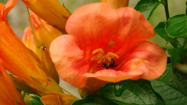 Solitary bees in Trumpet Vine - 2560x1440