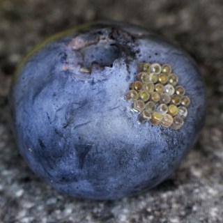 Blueberry with eggs - overview