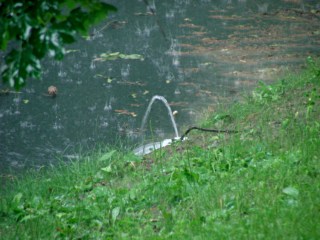 Driveway drain - fountain