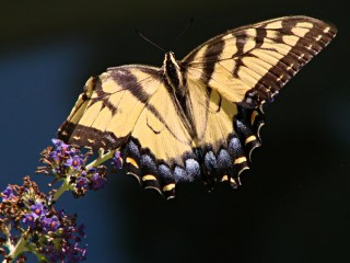 Yellow Tiger Swallowtail - tattered
