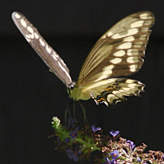 Giant Swallowtail - Liftoff
