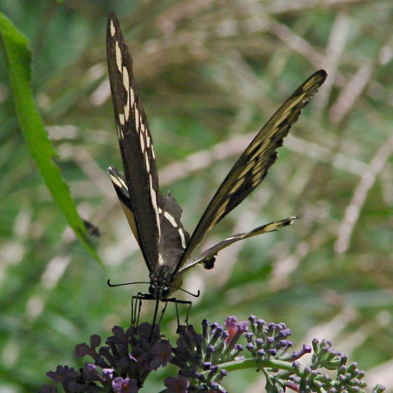 Giant Swallowtail - feeding