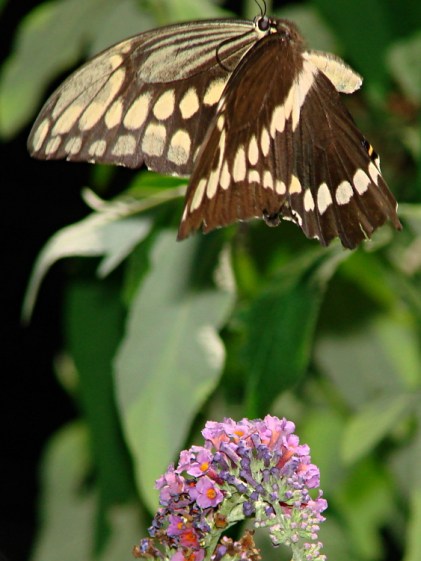 Giant Swallowtail - Downstroke