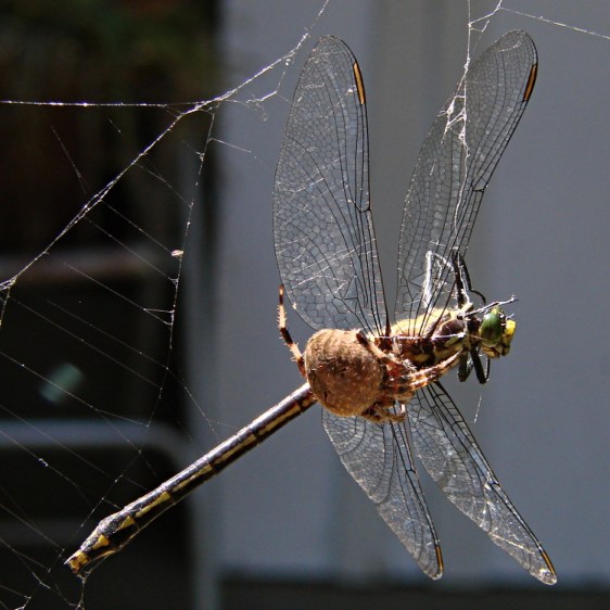 Spider vs. Dragonfly - overview