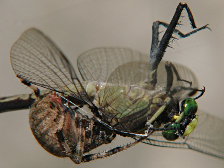 Spider vs. Dragonfly - side detail