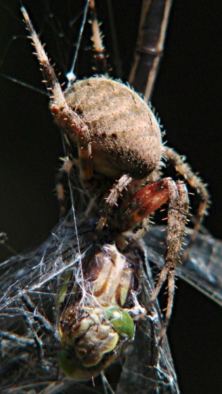 Spider vs. Dragonfly - front