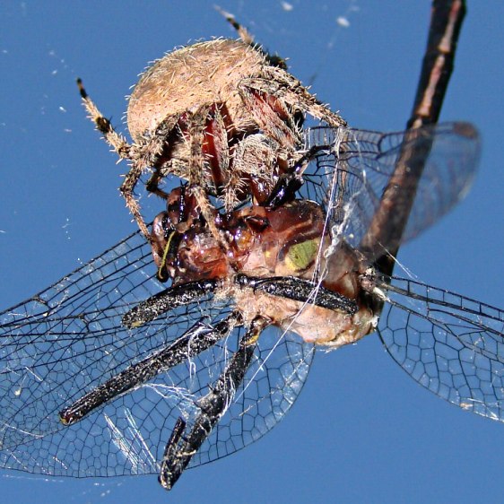 Spider vs. Dragonfly - bottom detail