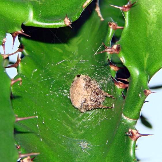 Spider vs. Dragonfly - spider at home