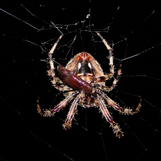 Spider with smaller prey