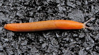 Orange slug on asphalt