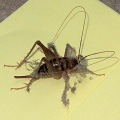 Jerusalem Cricket vs Dust Bunny - top view