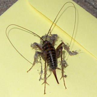 Jerusalem Cricket vs Dust Bunny - rear view