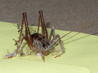 Jerusalem Cricket vs Dust Bunny - front view