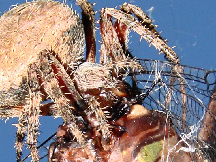 Spider vs. Dragonfly - many eyes