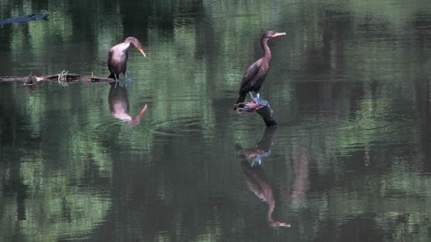 Cormorants at Vassar Farm pond