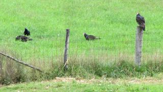 Turkey vultures on the ground