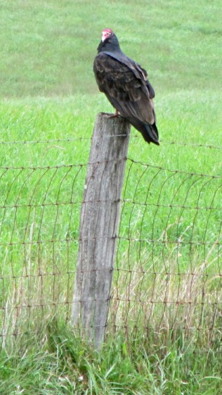 Turkey vulture on fence post