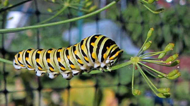 Parsley Worm Caterpillar on Dill