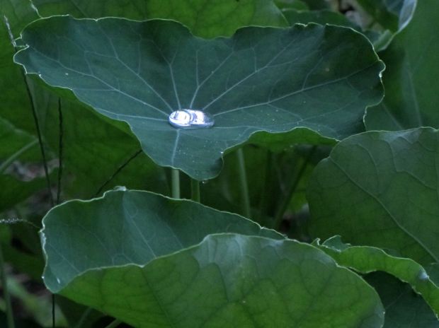Water drop in nasturtium leaf