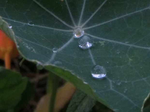 Water drops in nasturtium leaf